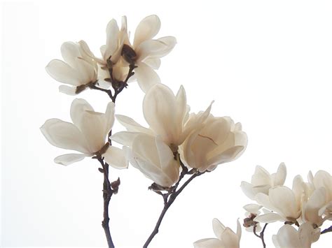 beautiful magnolia free sample.